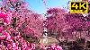 Weeping Plum Blossom At Suzuka Forest Garden 2023